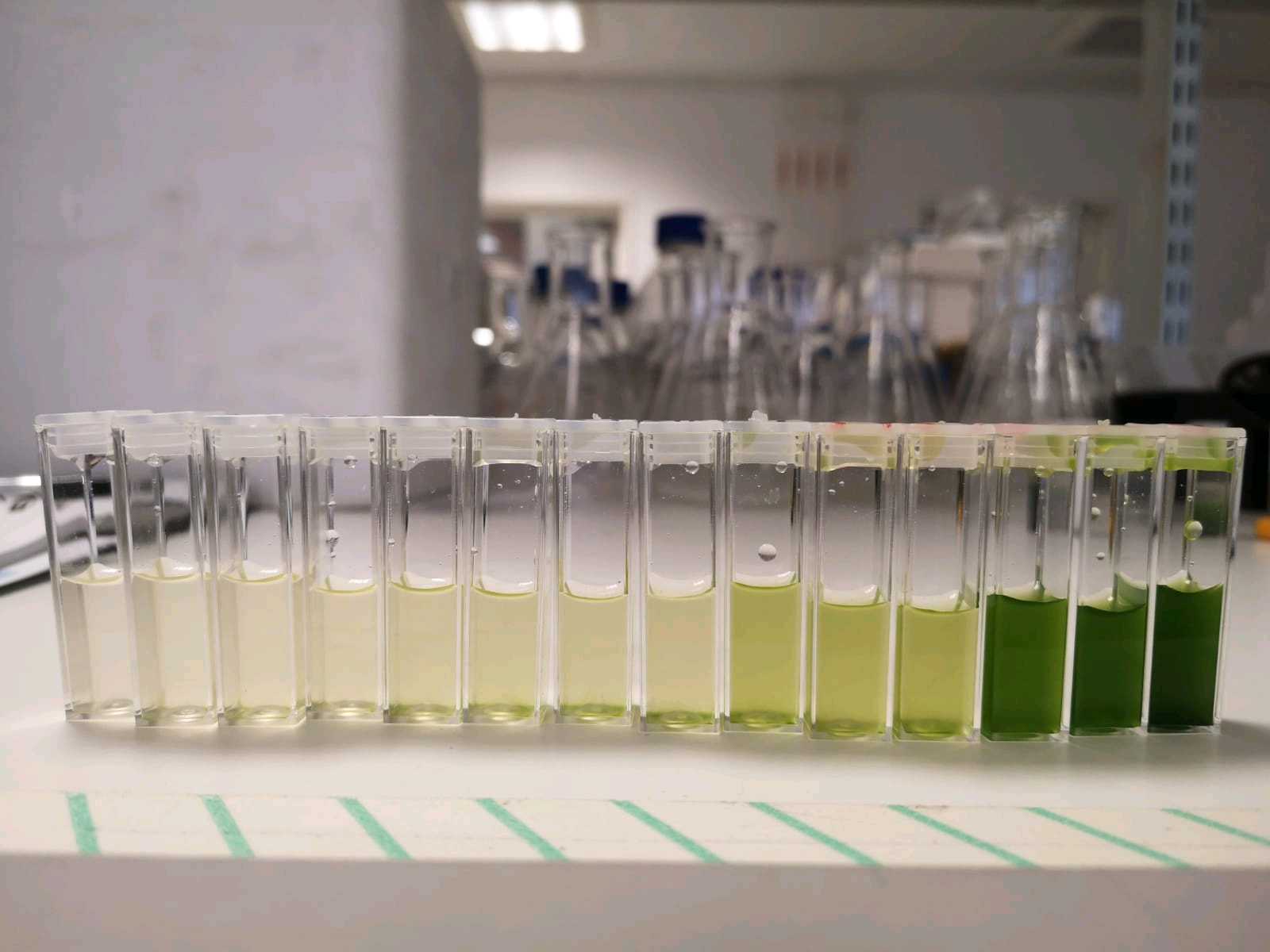 concentrated algae arranged in a neat row of vials containing gradually increased concentrations